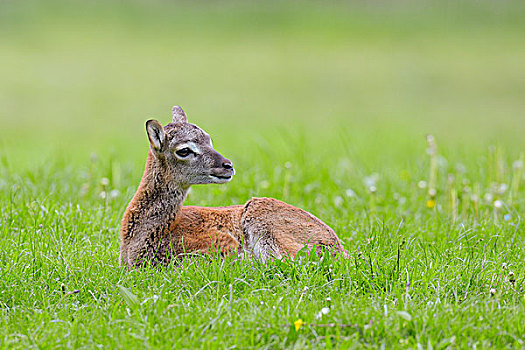 幼兽,躺着,草地,春天,黑森州,德国