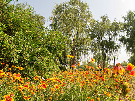 黄花树林