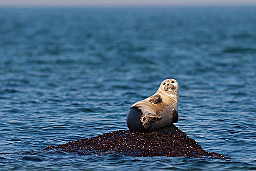 斑海豹,休息,石头,海洋