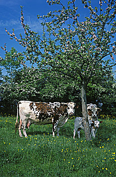 诺曼底,母牛,苹果白兰地,法国
