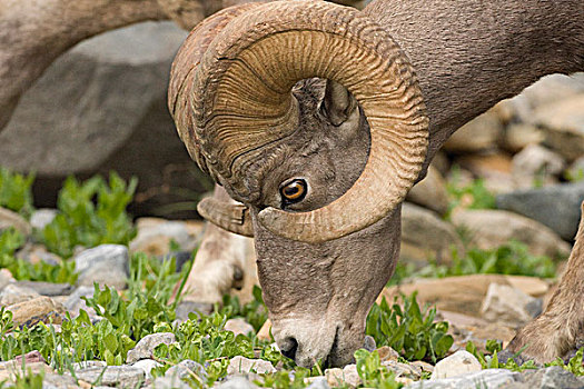 大角羊,放牧,冰川国家公园,蒙大拿