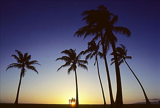 棕榈树,日落,伴侣,长椅,看