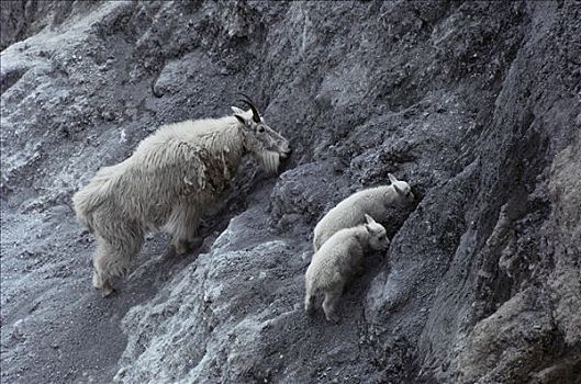 石山羊,雪羊,成年,两个,幼兽,舔,盐,矿物质,陡峭,岩石,斜坡,山羊,冰川国家公园,蒙大拿