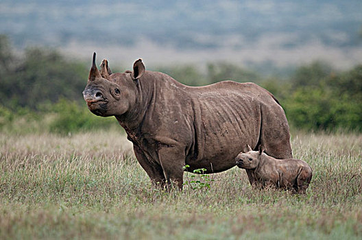 黑犀牛,母亲,两个,星期,老,幼兽,肯尼亚