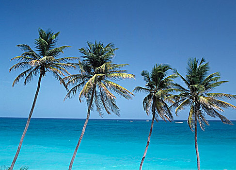 棕榈树,加勒比海