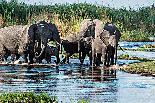 大象,牧群,幼兽,奥卡万戈三角洲,河,博茨瓦纳,非洲,大幅,尺寸