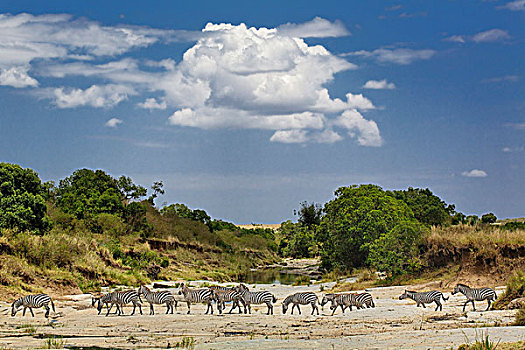 人行横道,干燥,河床,斑马,马塞马拉野生动物保护区,肯尼亚
