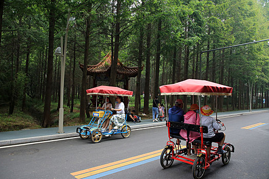 山东省日照市,夏日骑行畅游万亩林海,鲁南海滨国家森林公园成网红打卡地