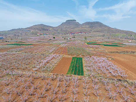 蒙阴岱崮地貌桃花开