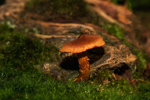 小,蘑菇,中间,树林,美女,亮光