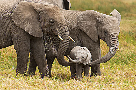 非洲象,走,幼兽,塞伦盖蒂,坦桑尼亚