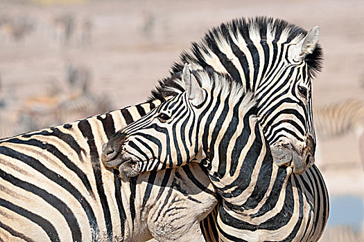 两个,斑马,争斗,埃托沙国家公园,纳米比亚,非洲