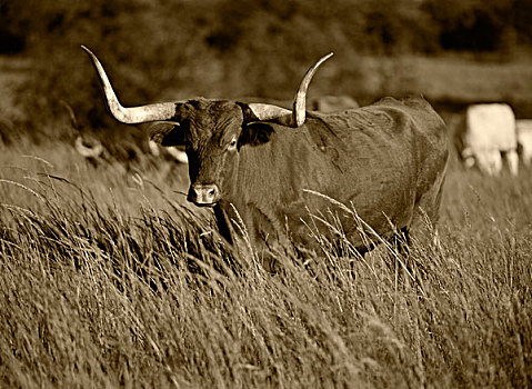 美国,俄克拉荷马,长角牛,公牛,地点,大幅,尺寸