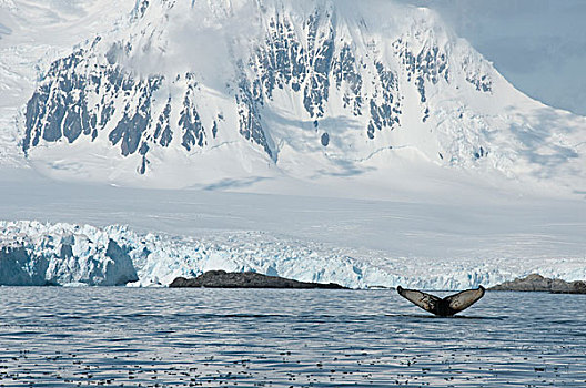 驼背鲸,大翅鲸属,鲸鱼,靠近,海岸,南极半岛,南极