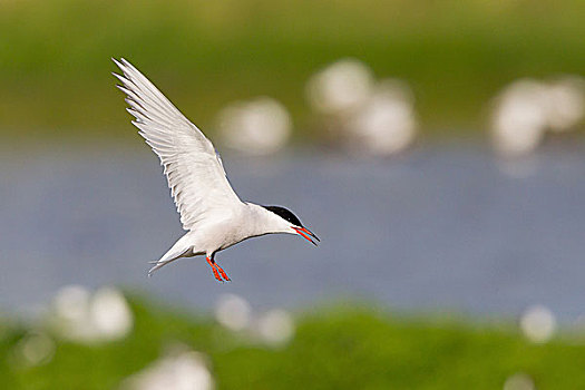 常见燕鸥,普通燕鸥,飞行,特塞尔,北荷兰,荷兰,欧洲