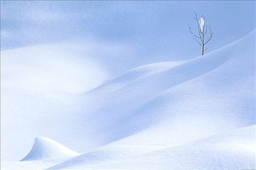 雪,小,孤树,冬季风景
