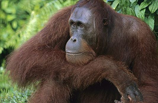 猩猩,黑猩猩,休息,迎面,手臂,檀中埠廷国立公园,婆罗洲,马来西亚