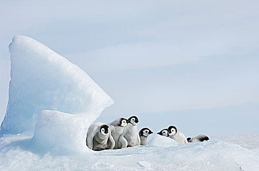 照料,企鹅,幼禽,粗厚,灰色,绒毛状,外套,下方,顶峰,冰