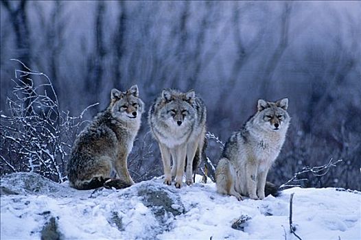 丛林狼,一起,遮盖,俘获,阿拉斯加野生动物保护中心