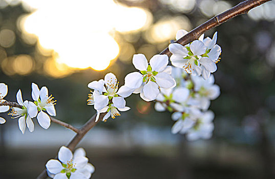 蓝调樱花