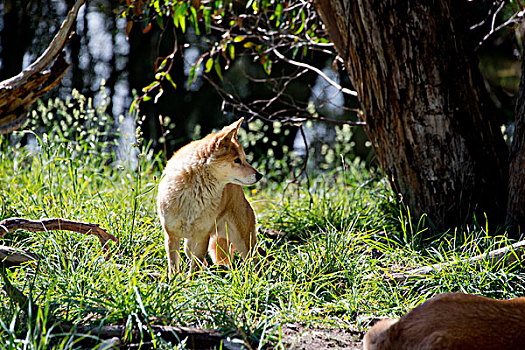 澳大利亚,阿德莱德,野生动植物园,澳洲野狗,狼,大幅,尺寸