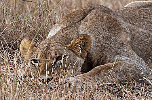 头像,雌狮,狮子,特写,马赛马拉国家保护区,裂谷,肯尼亚,非洲