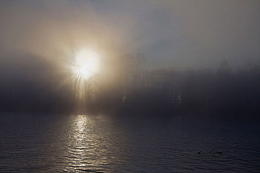 早晨,太阳,雾,弗雷泽河,港口,加拿大