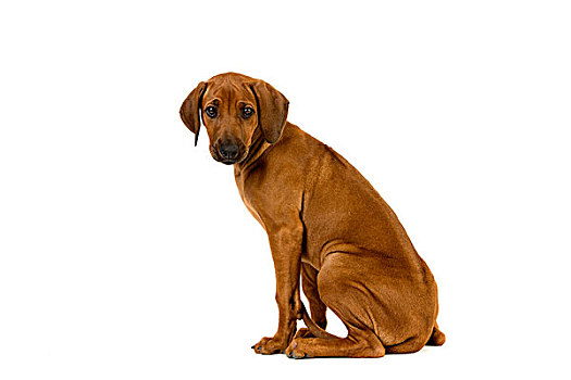 罗德西亚背脊犬,狗,3个月,老,幼仔,坐,白色背景