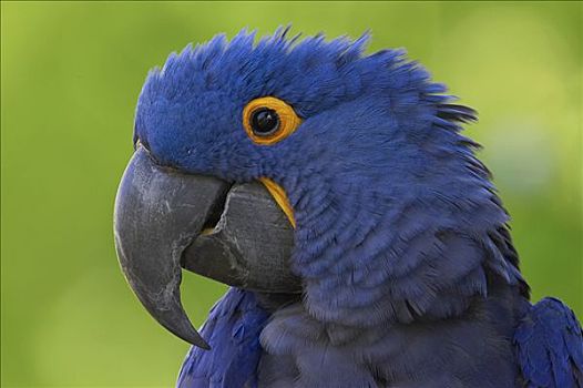 紫蓝金刚鹦鹉,肖像,濒危,南美