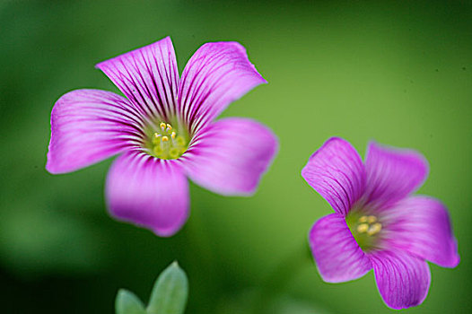 花,叶子