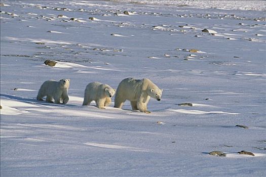 北极熊,母熊,幼兽,苔原,加拿大,丘吉尔市,曼尼托巴,哈得逊湾