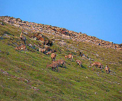 成群,野山羊,小动物,阿尔卑斯山