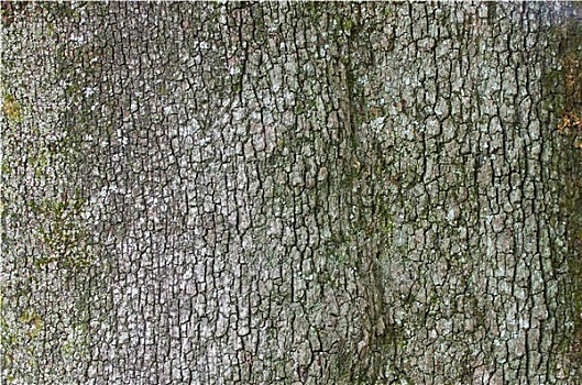 圣栎,树皮