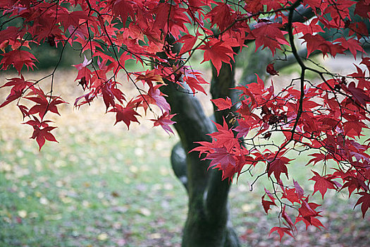 英格兰,格洛斯特郡,漂亮,红色树叶,国家植物园