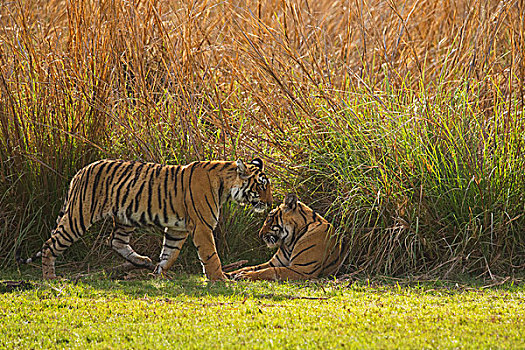 孟加拉,印度虎,虎,女性,亚成体,伦滕波尔国家公园,拉贾斯坦邦,印度,亚洲