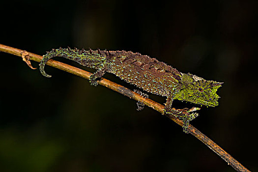 雄性,稀有,雨林,国家公园,东北方,马达加斯加,非洲