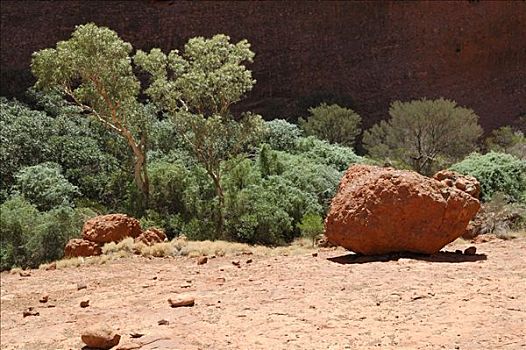 桉树,灌木,漂砾,峡谷,国家公园,北领地州,澳大利亚