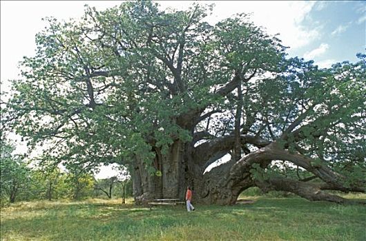南非,国家,巨树,猴面包树,3000年