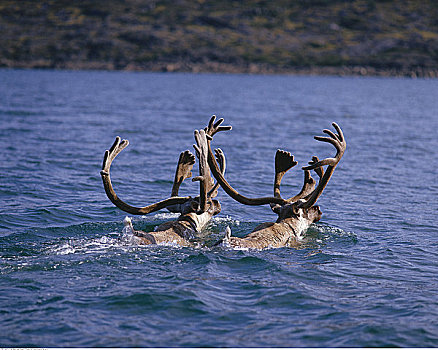 游泳,北美驯鹿