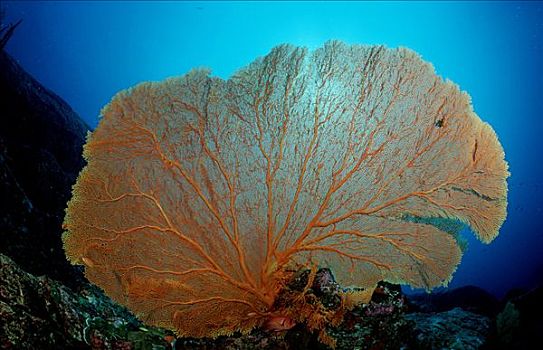 柳珊瑚,珊瑚礁