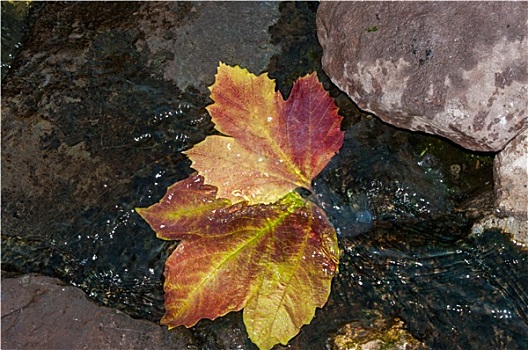 秋叶,水中