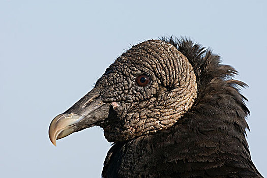 黑美洲鹫,中心,佛罗里达
