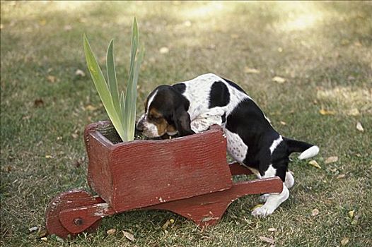 巴塞特猎犬