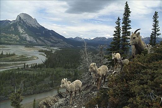 大角羊,牧群,山,斜坡,落基山脉,北美