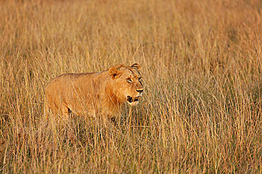 一个,雌狮,高草,狮子,马塞马拉野生动物保护区,肯尼亚