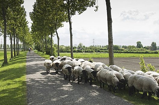 羊群,靠近,荷兰
