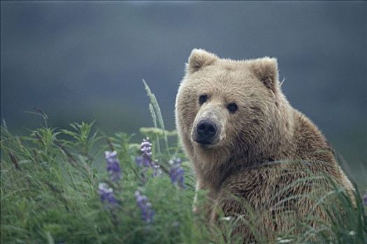 母熊,幼兽,草丛,湾,卡特迈国家公园,阿拉斯加