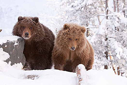 俘获,一对,科迪亚克熊,棕熊,站立,积雪,山,阿拉斯加野生动物保护中心,阿拉斯加,冬天