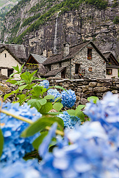 花,正面,小村庄,山谷,提契诺河,瑞士,欧洲