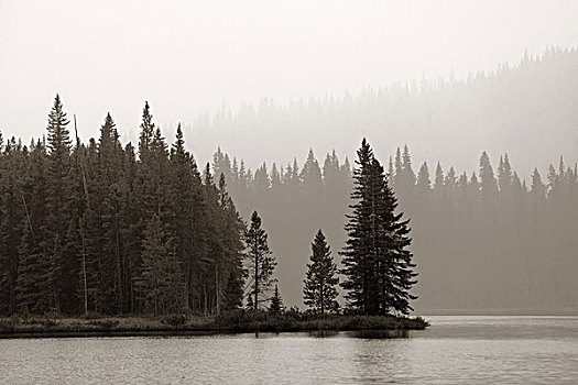 树林,湖,雾状,白天,班芙国家公园